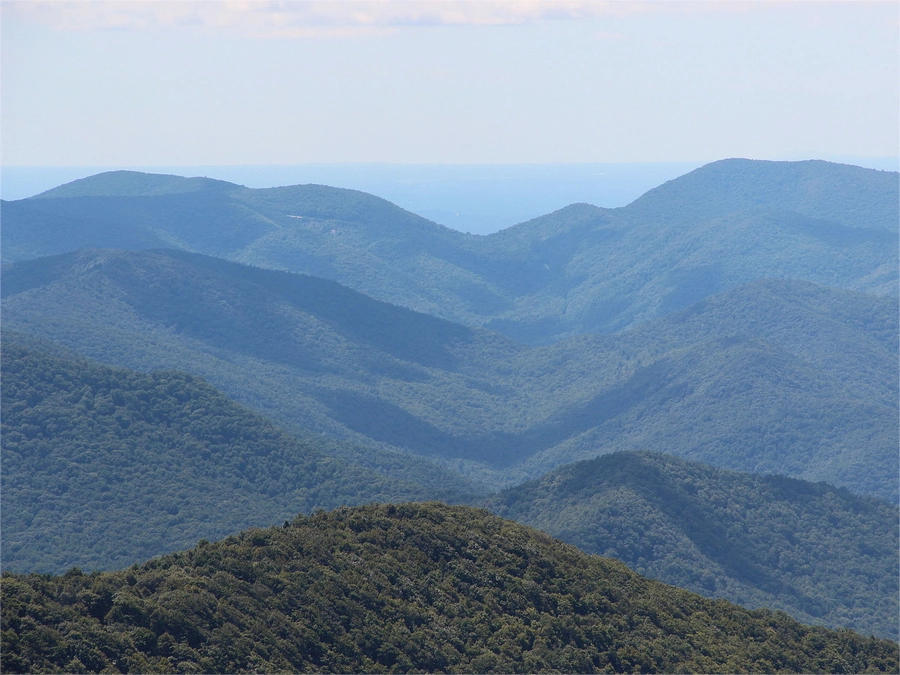 Timber Acreage in Augusta